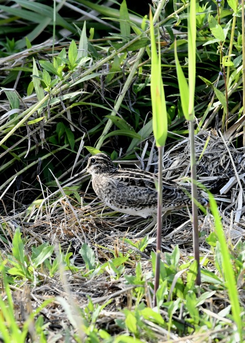 チュウジシギ3263