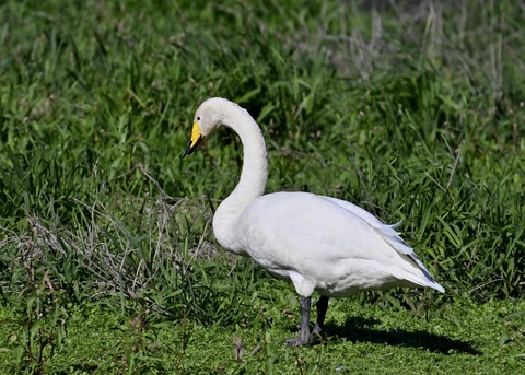 オオハクチョウ2955