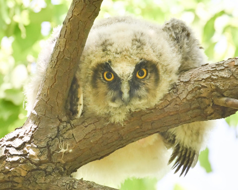 トラフズクの雛①1769