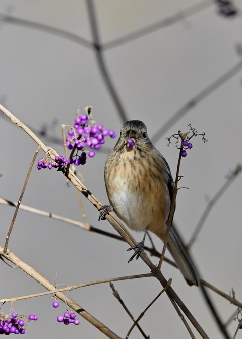 ベニマシコ♀0729
