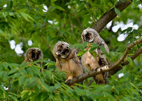 トラフズクのヒナ①②③6465