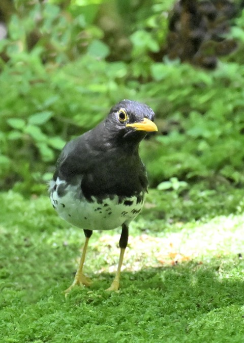 クロツグミ♂4140