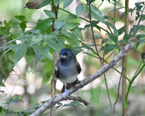 さんこうちょう7871
