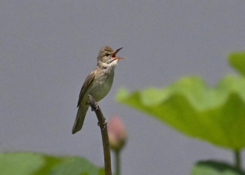 オオヨシキリ2078
