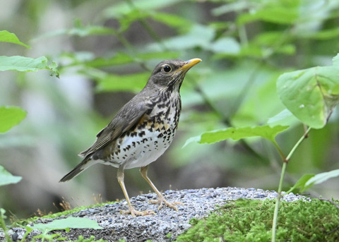 クロツグミ♀1762
