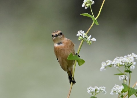 ノビタキ♀3834
