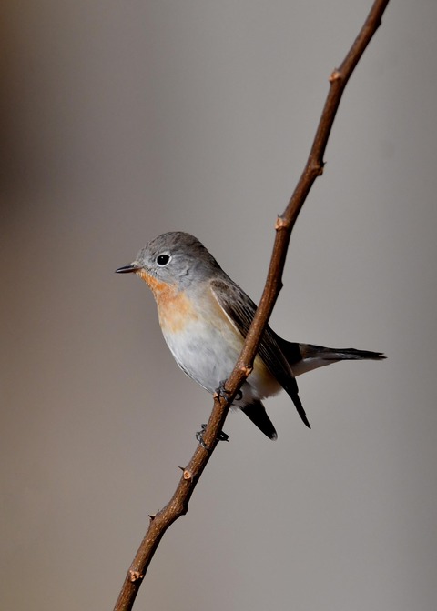 ニシオジロビタキ♂1990