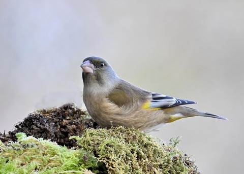 オオカワラヒワ8051