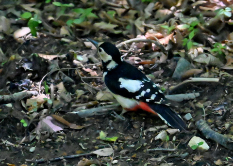 アカゲラ♀6659