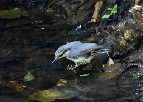 ゴジュウカラ1078
