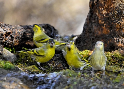 マヒワの群れ2001