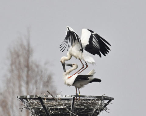 コウノトリ6793