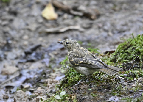 オオルリ♀幼鳥6374