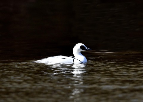 ミコアイサ♂7762