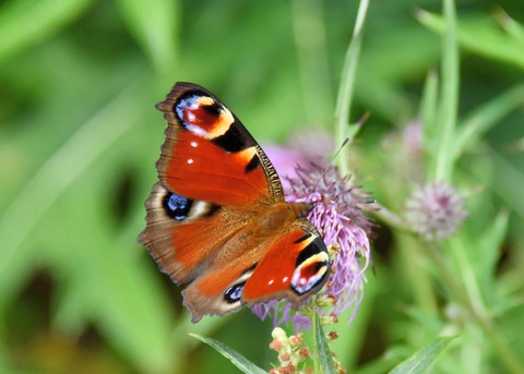 クジャクチョウ5524