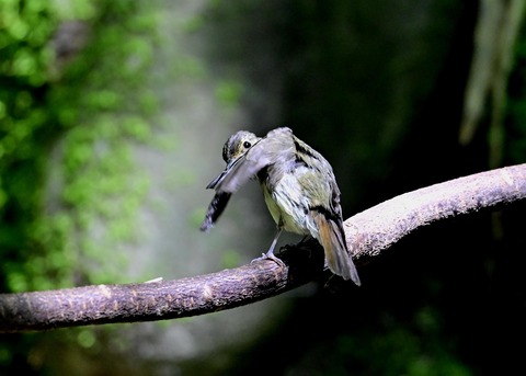 キビタキ♀6375