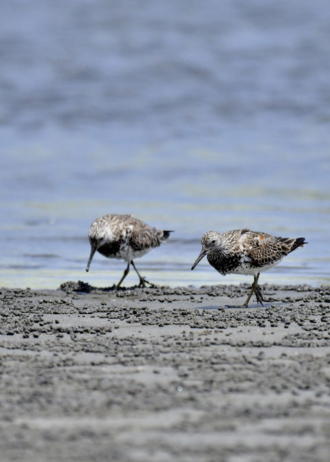 オバシギ夏羽7602