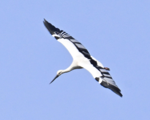 飛ぶコウノトリ8978