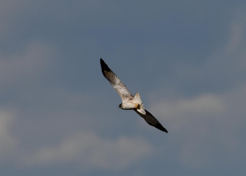 チュウヒ大陸型6372