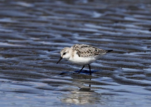 ミユビシギ夏羽→冬羽8846