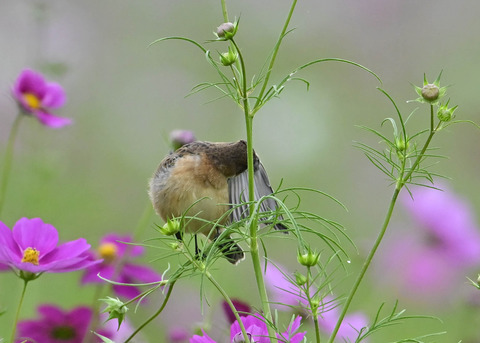 ノビタキ♀9832