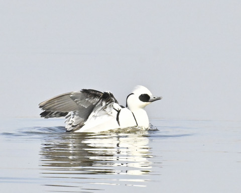 羽ばたくミコアイサ♂4883