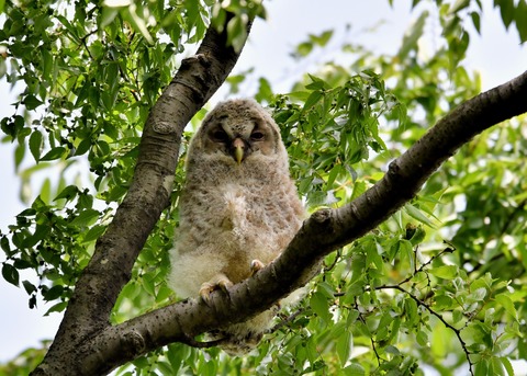 フクロウのヒナ①4340