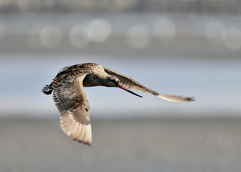 オオソリハシシギ1899