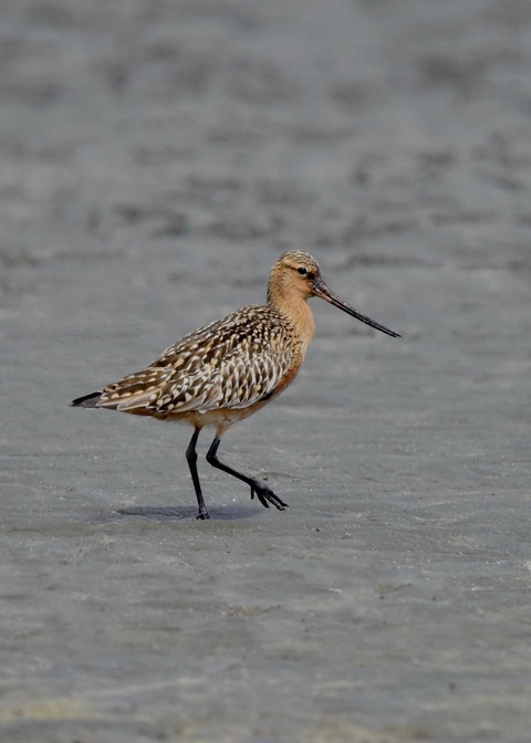 オオソリハシシギ4275