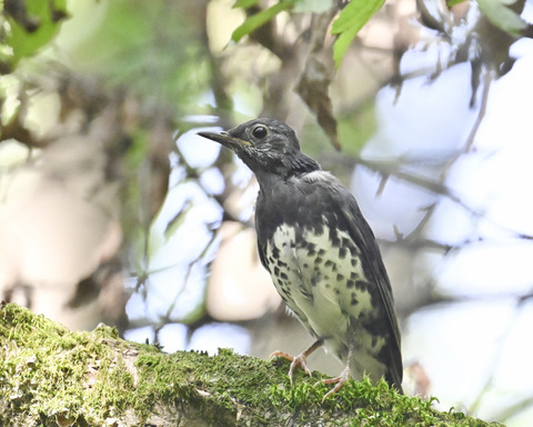 マミジロ♂幼鳥3293