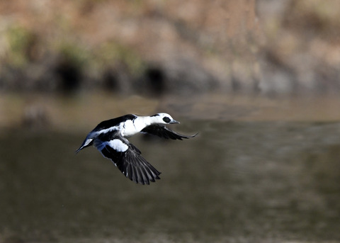 ミコアイサ♂8446