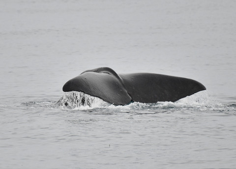 マッコウクジラ0541