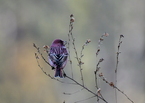 オオマシコ♂9023