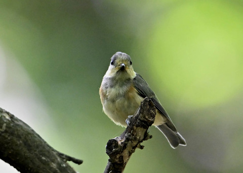 ヤマガラ幼鳥2503