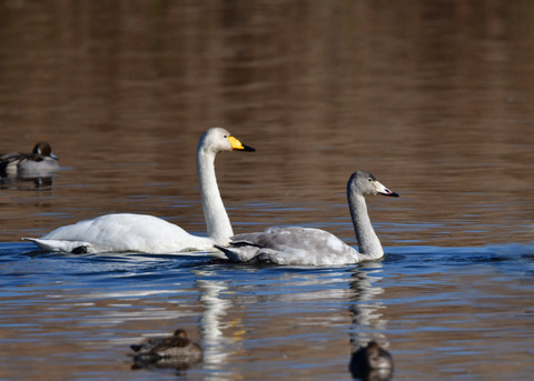 オオハクチョウ9662