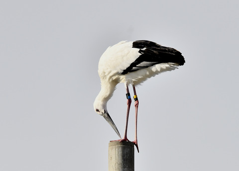 コウノトリ(ひかる)7294