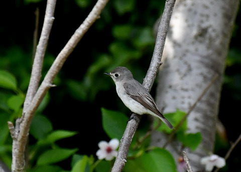 コサメビタキ7356