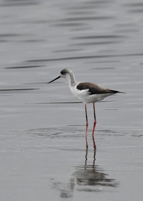 セイタカシギ3946