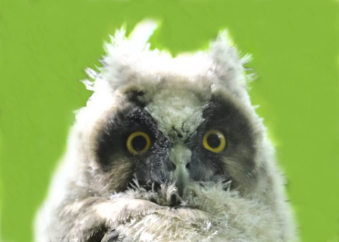 トラフズクのヒナ1000