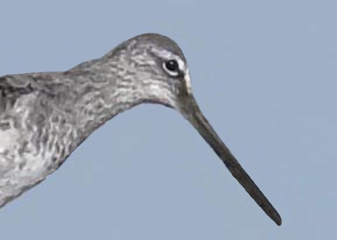 オオハシシギ2001