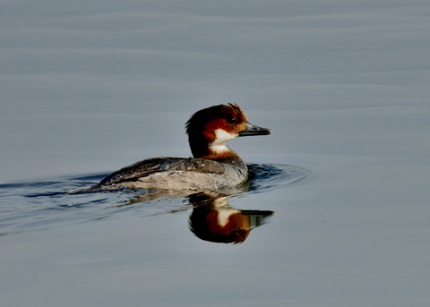 ミコアイサ♀9123