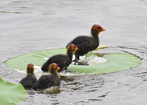 オオバンのヒナ7493