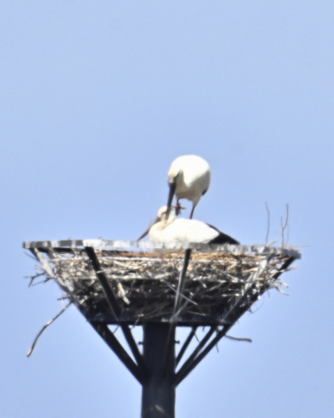 巣材運ぶコウノトリ8438