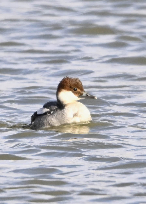 ミコアイサ♀1316