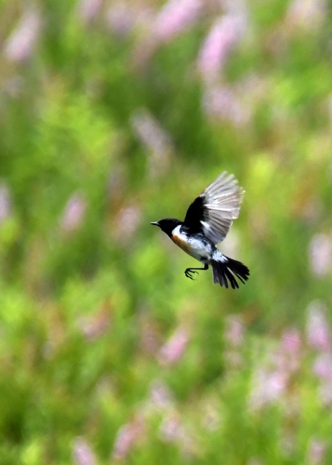 飛ぶ・ノビタキ♂1209