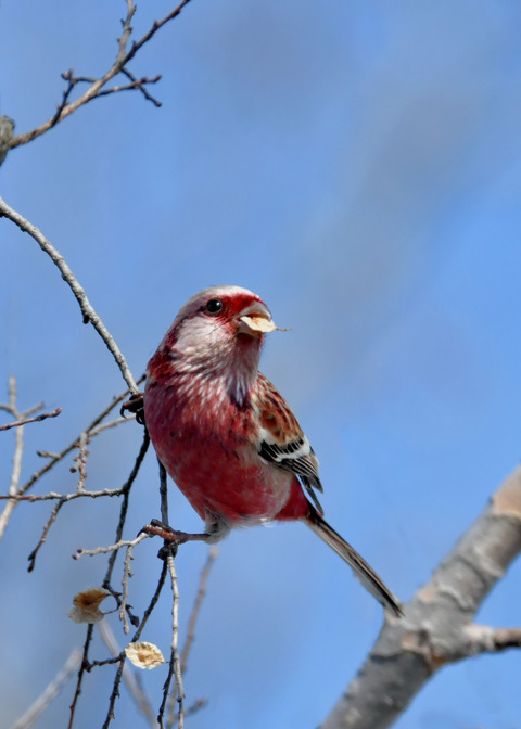 ベニマシコ♂2677