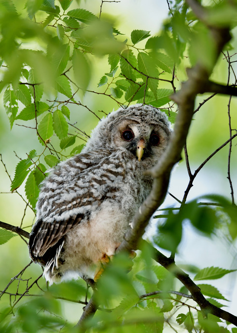 フクロウのヒナ②8573