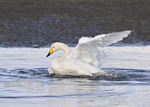 オオハクチョウ4163
