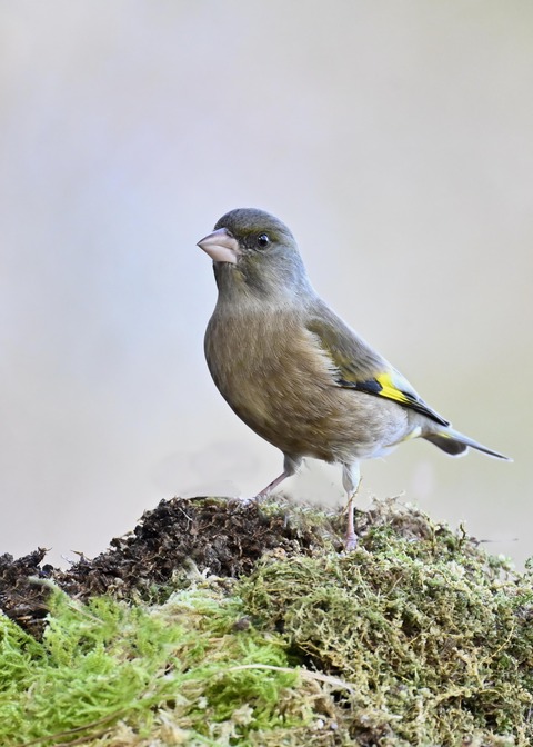 オオカワラヒワ7686