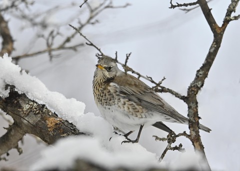 ノハラツグミ1258